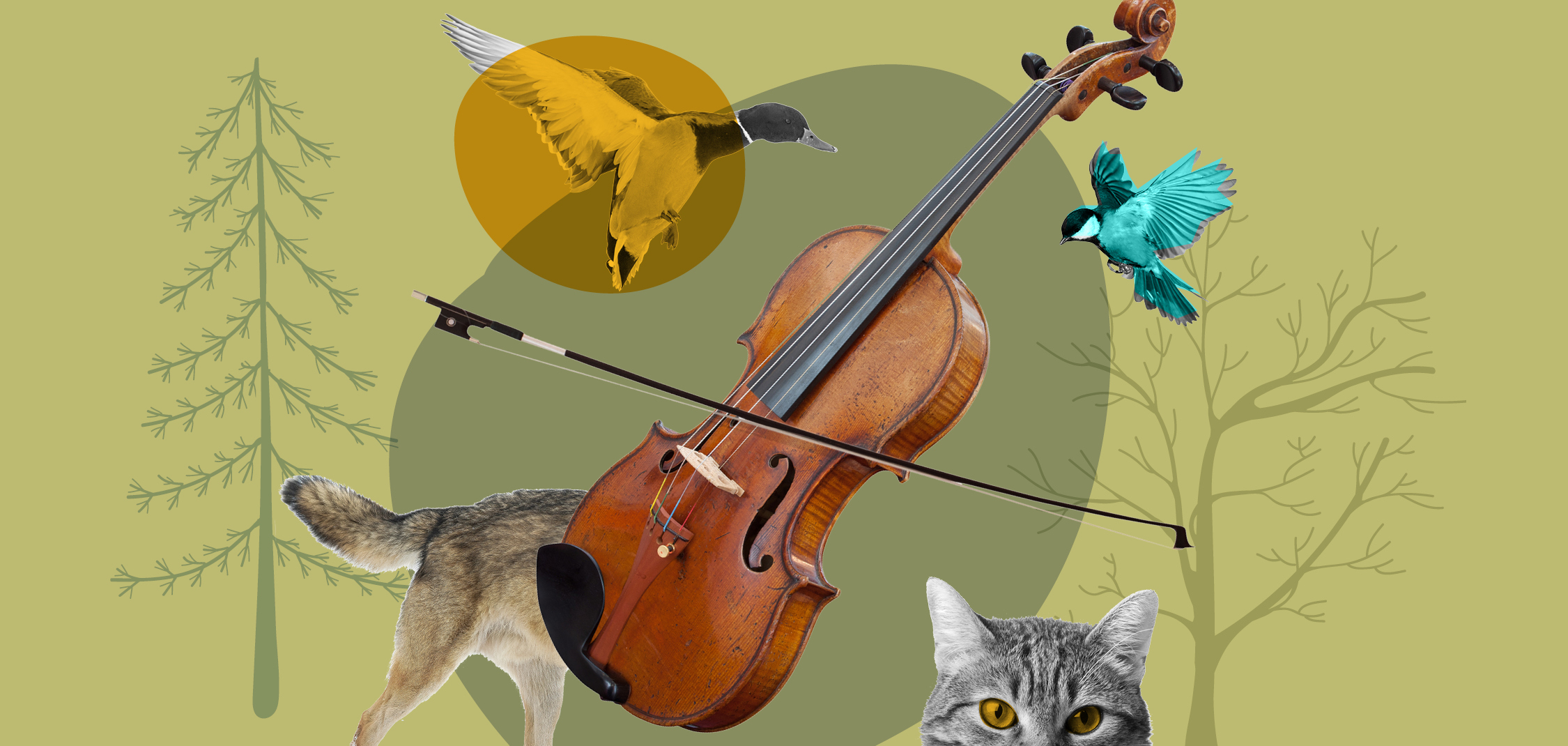 Haydn 2025 Education Sito Spettacoli 2250x10705